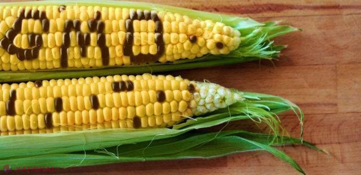 Ţara în care MERGI LA PUŞCĂRIE pentru cultivarea de OMG-uri
