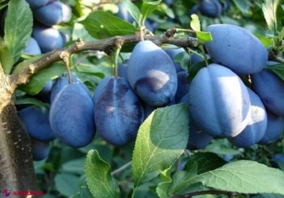 Roada anului 2022 // Prunele din R. Moldova, vândute acum în 11 state: Cantitate de TREI ORI mai mare exportată în acest an 
