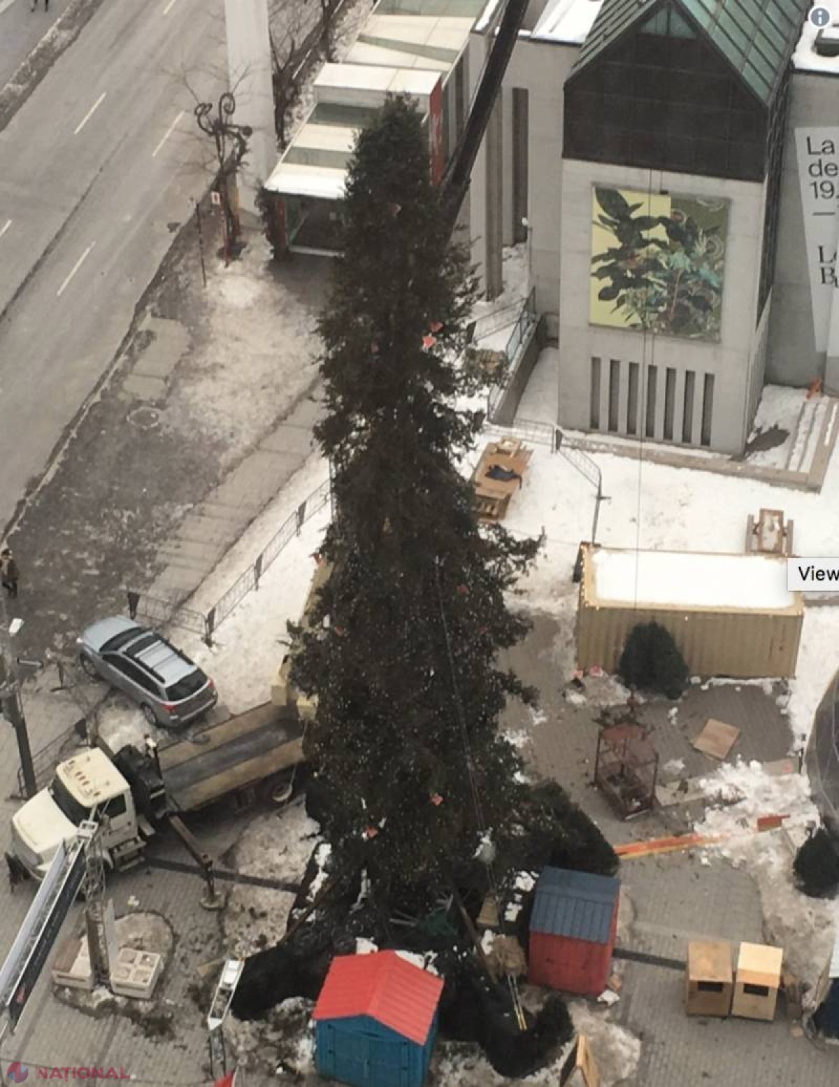 FOTO // Brazi „GEMENI” în Chișinău și Montreal. Autoritățile metropolei din Canada au dispus DEMONTAREA pomului de 26 de metri