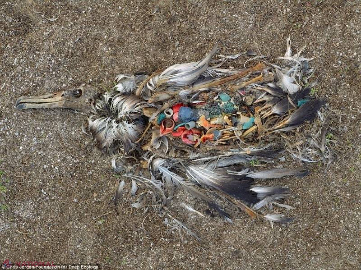 IMAGINI ÎNFIORĂTOARE, care dovedesc că populaţia globului se află în mare PERICOL