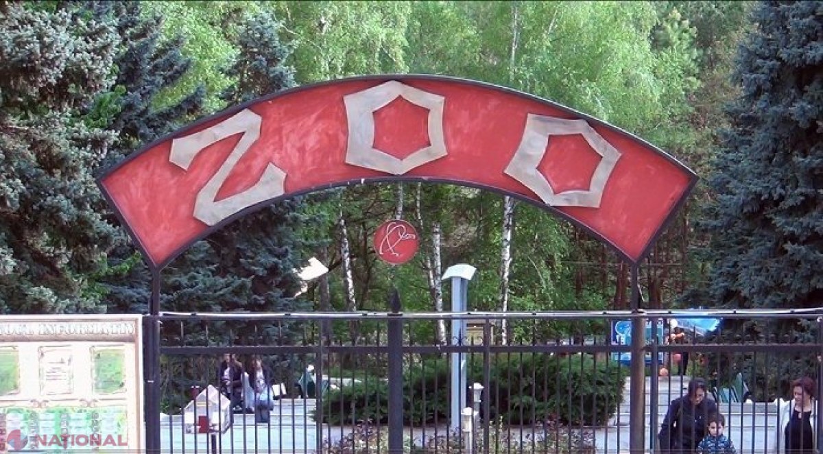 NOU la Grădina Zoologică din Chișinău: TERARIU cu 20 de reptile, printre ele și cea mai MARE anaconda