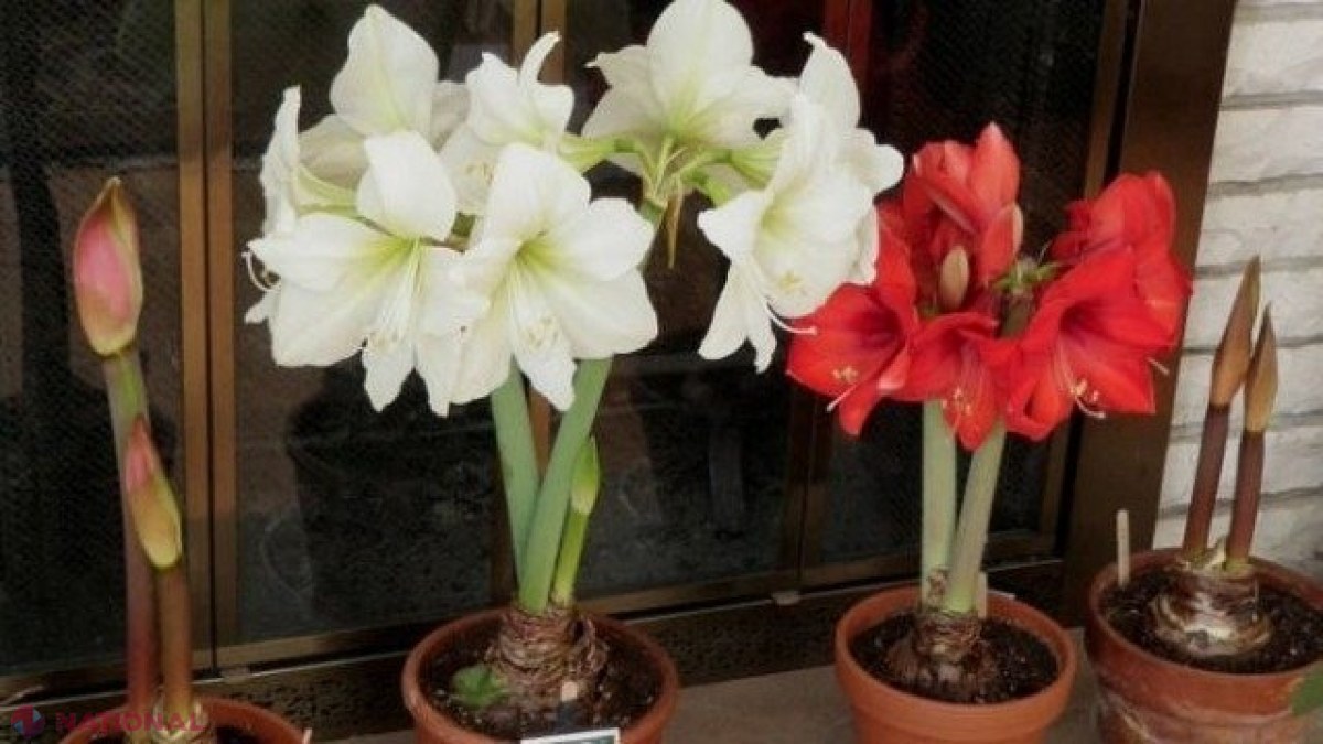Plante de apartament care POT UCIDE copiii. Scapă de ele!