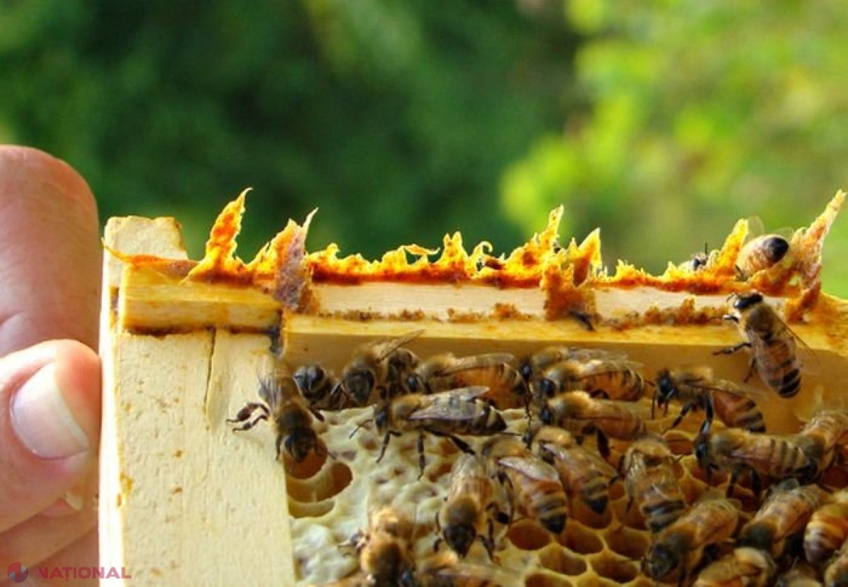 Miracolul din PROPOLIS! Ce boli poate trata acest produs apicol