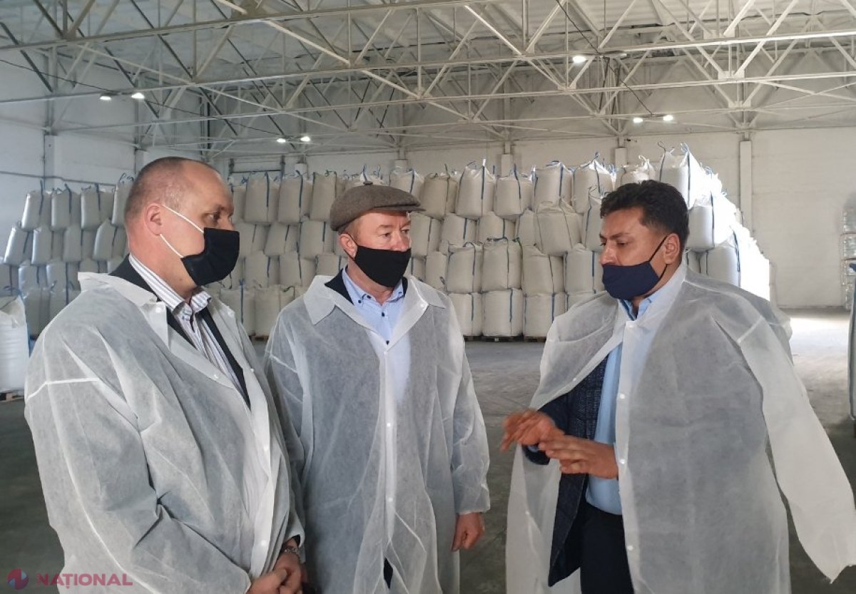 Ce cantitate de sfeclă de ZAHĂR va fi recoltată în acest an în R. Moldova