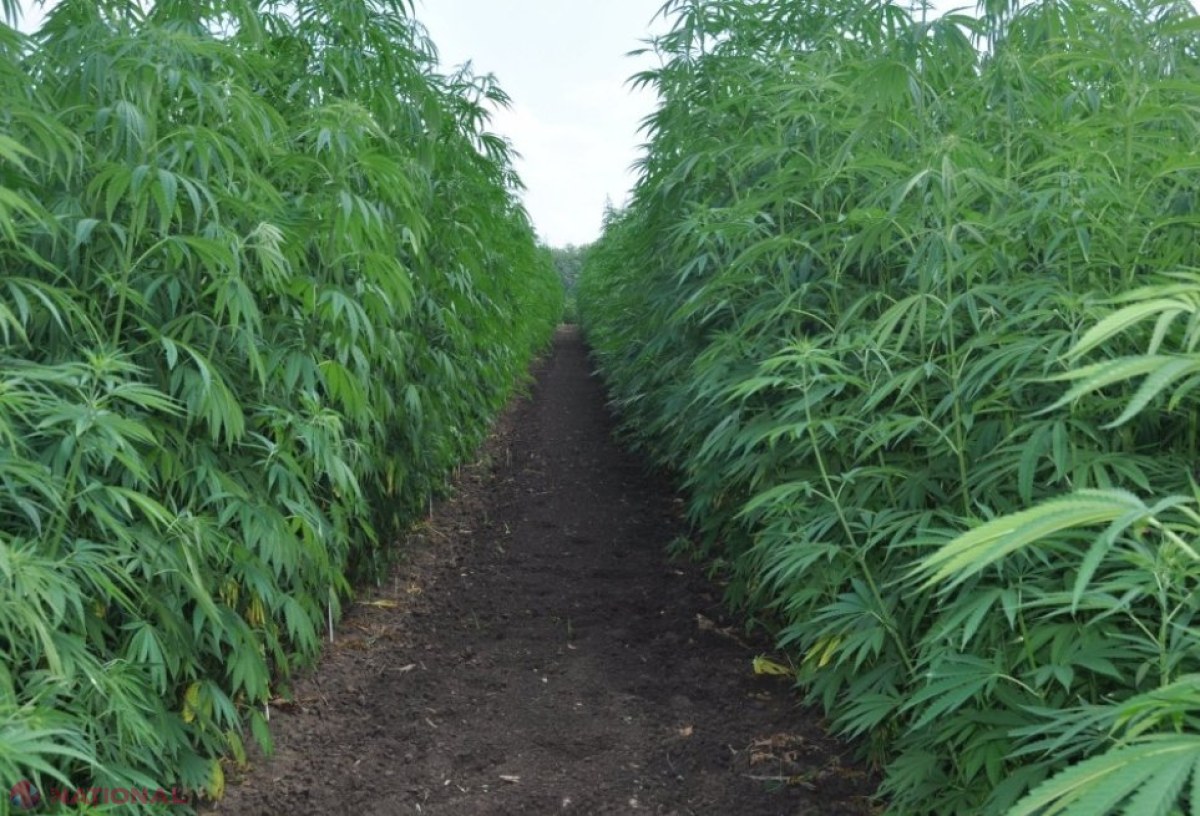 O nouă OPORTUNITATE pentru agricultorii din R. Moldova - vor putea cultiva cânepa industrială. „Este o cultură profitabilă, ușor de întreținut și se pot obține două-trei recolte pe an”