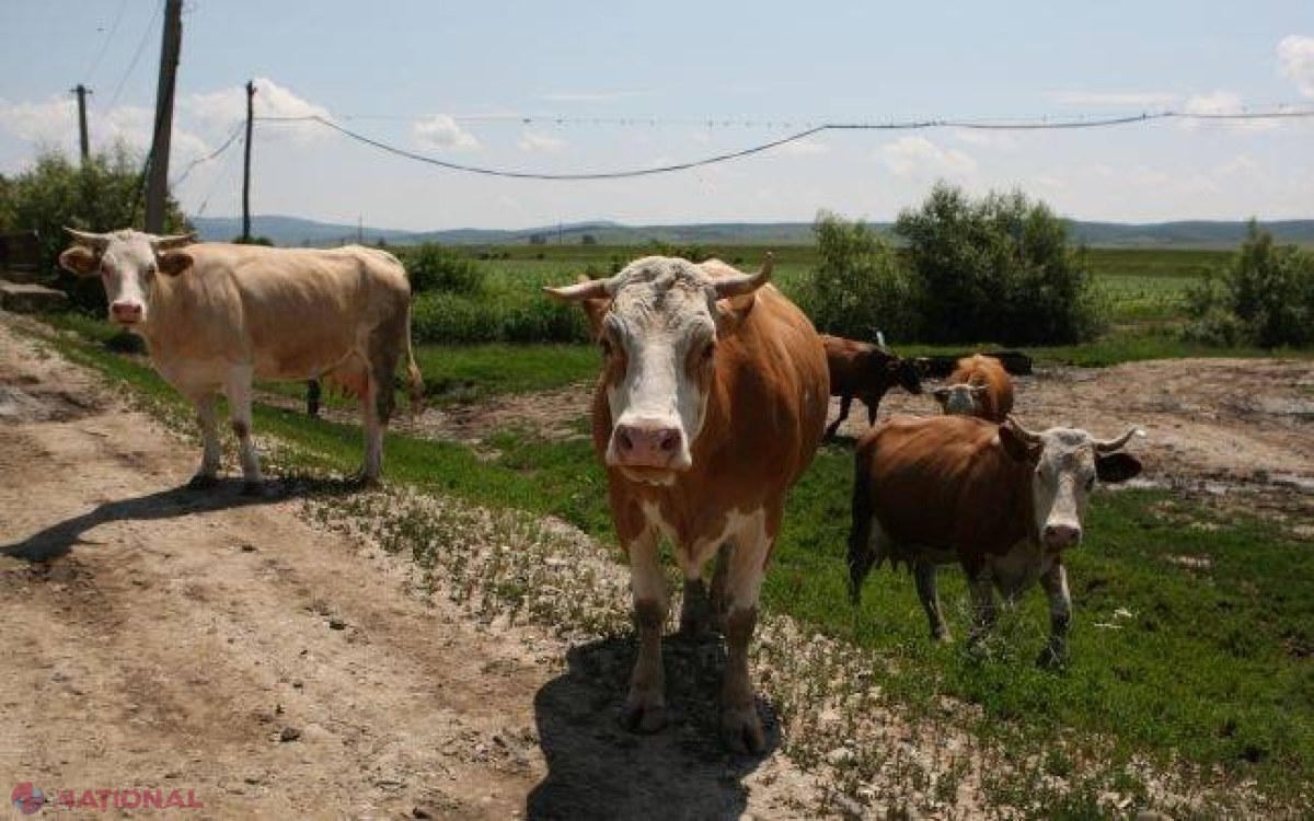 ALERTĂ de antrax la Cahul! Cinci persoane internate în spital