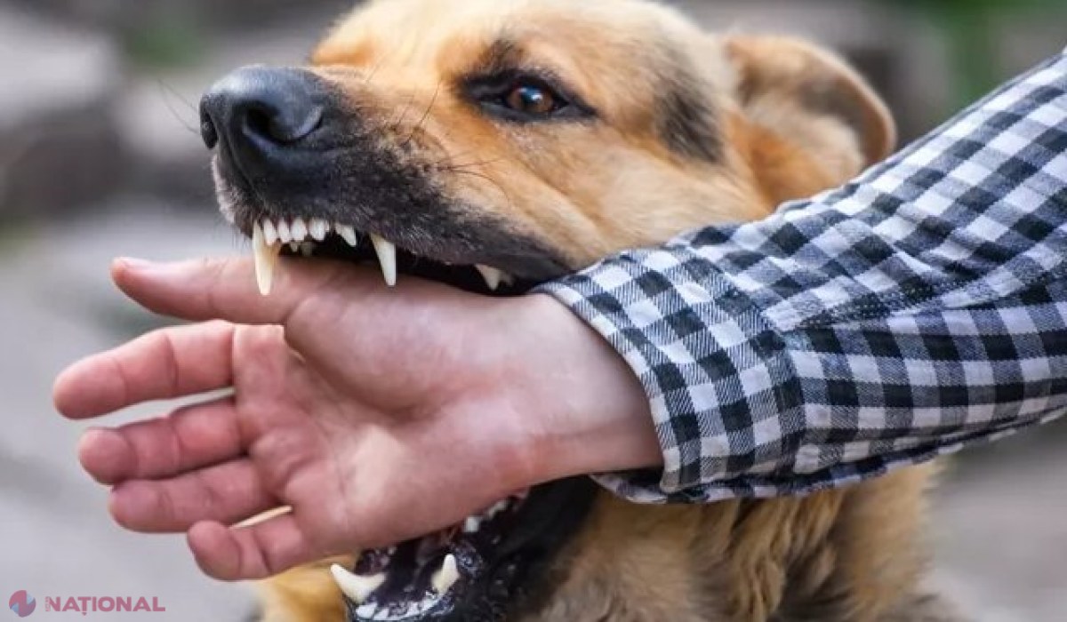 RABIE // Circa 5 000 de persoane se adresează anual la medicii din R. Moldova, după ce sunt mușcate de animale