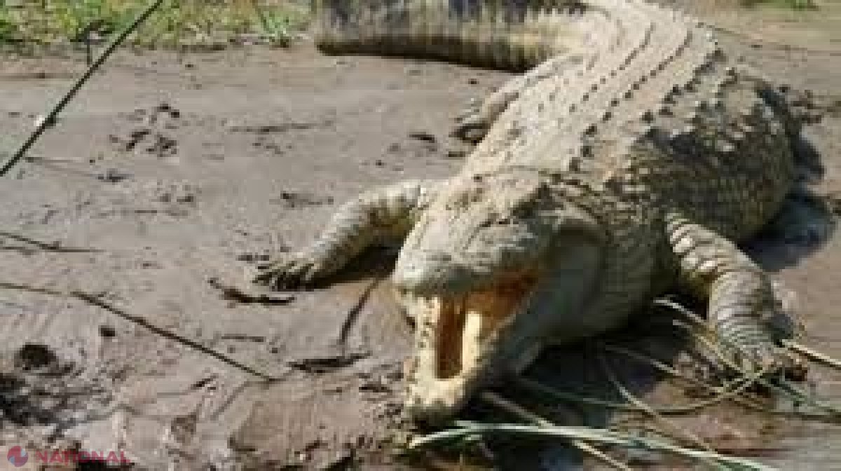 A fost omorât de crocodili. Este INCREDIBIL ce s-a întâmplat după înmormântare!