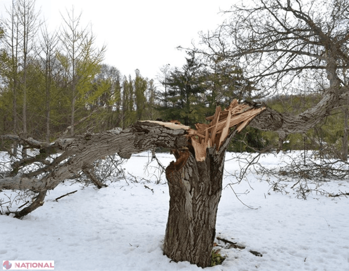 DEZASTRU // Se caută VOLUNTARI pentru a SALVA ceea ce a mai rămas din Grădina Botanică, după ninsoarea de joi și vineri