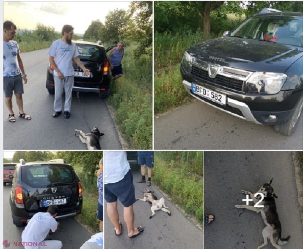 DOC // DEMERS la Procuratură pentru a-l pedepsi pe preotul Văluță: Cruzime față de animale