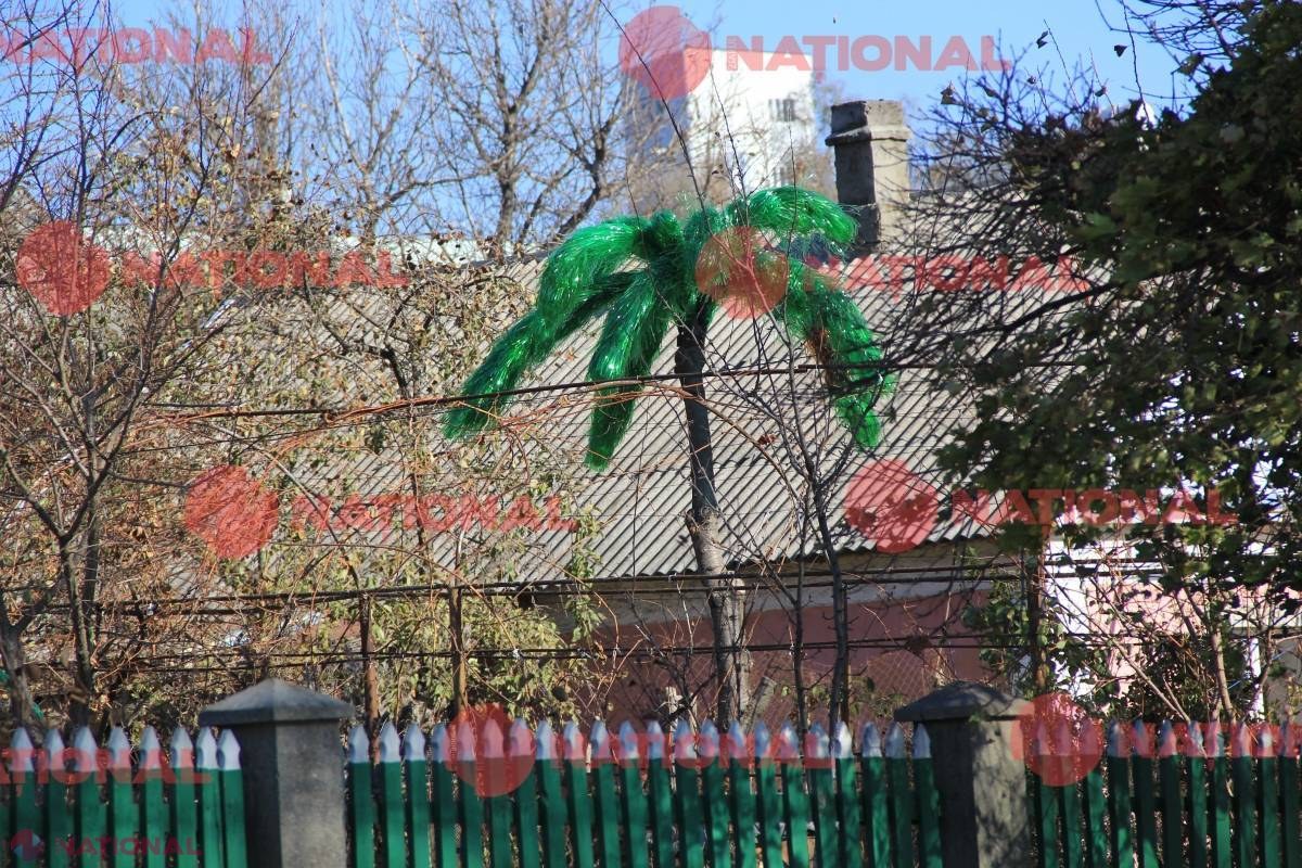POZA ZILEI // Un PALMIER într-o GOSPODĂRIE din R. Moldova