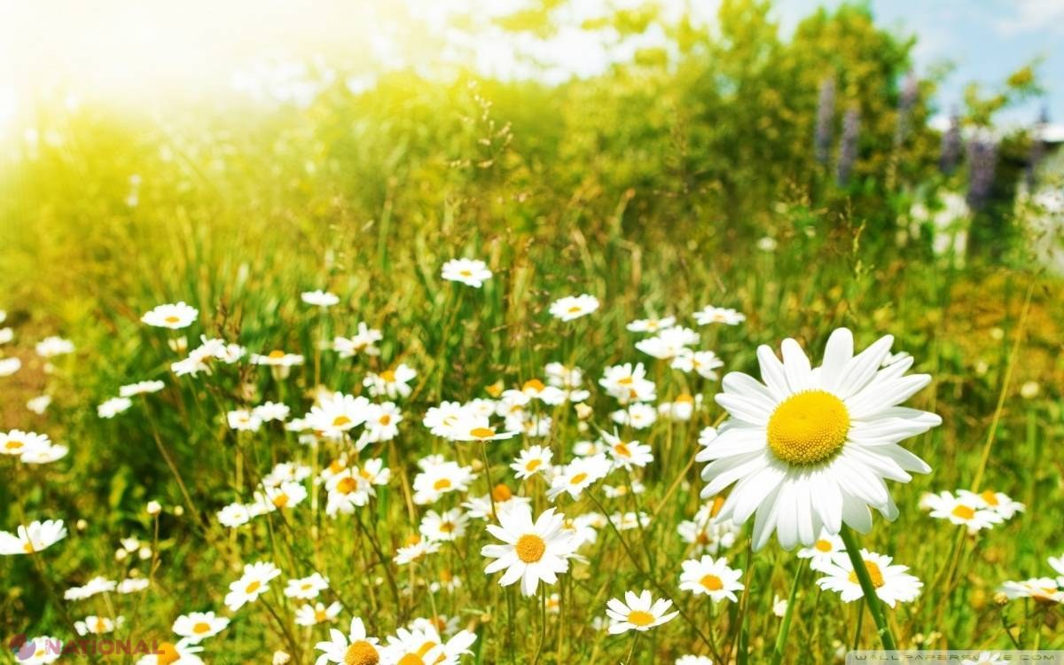 Weekend FIERBINTE cu + 32 de grade Celsius în termometre
