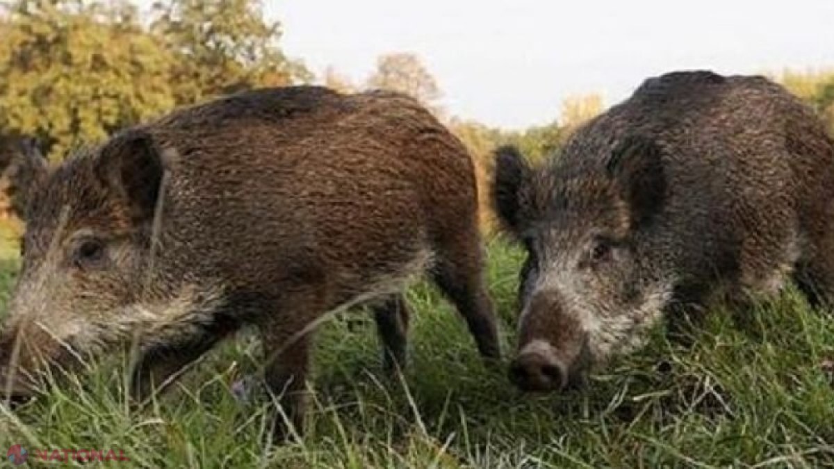 PAGUBĂ URIAȘĂ: Mistreții au distrus 200 DE HECTARE SEMĂNATE CU PORUMB peste Prut