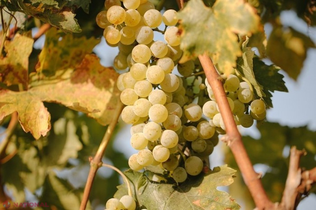 PROGNOZE // Mai puțini struguri în acest an: Recoltă cu 35% mai mică. Cu cât va fi vândut kilogramul de struguri pentru vin