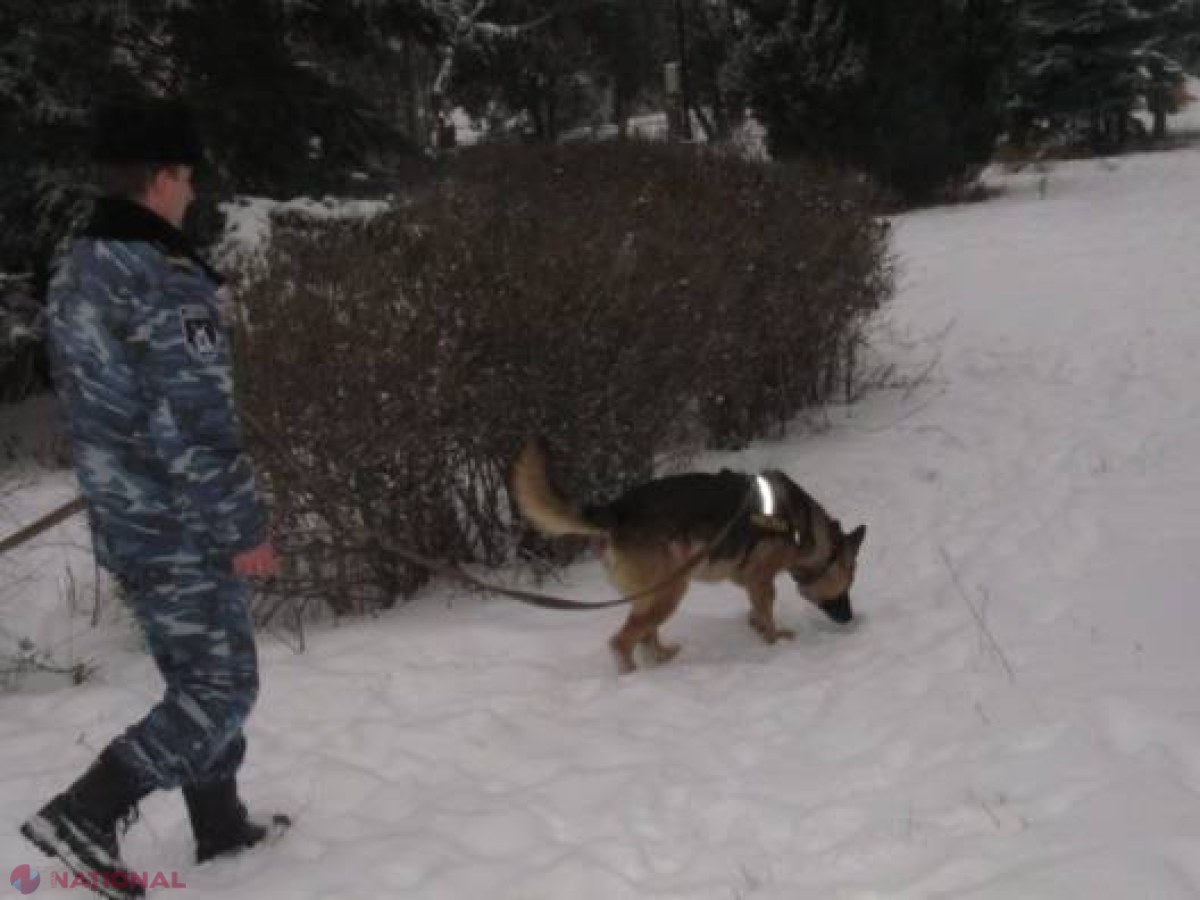 Djec, EROUL de la Călărași! Acest câine de rasă „Ciobănesc german” a stârnit admirația locuitorilor din trei sate