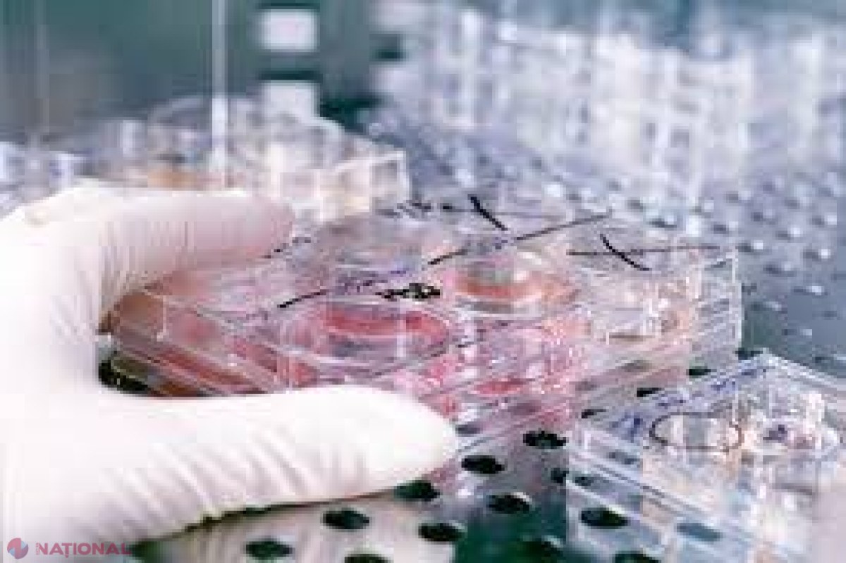 STUDIU: Organismul modificat genetic, capabil să distrugă celulele canceroase