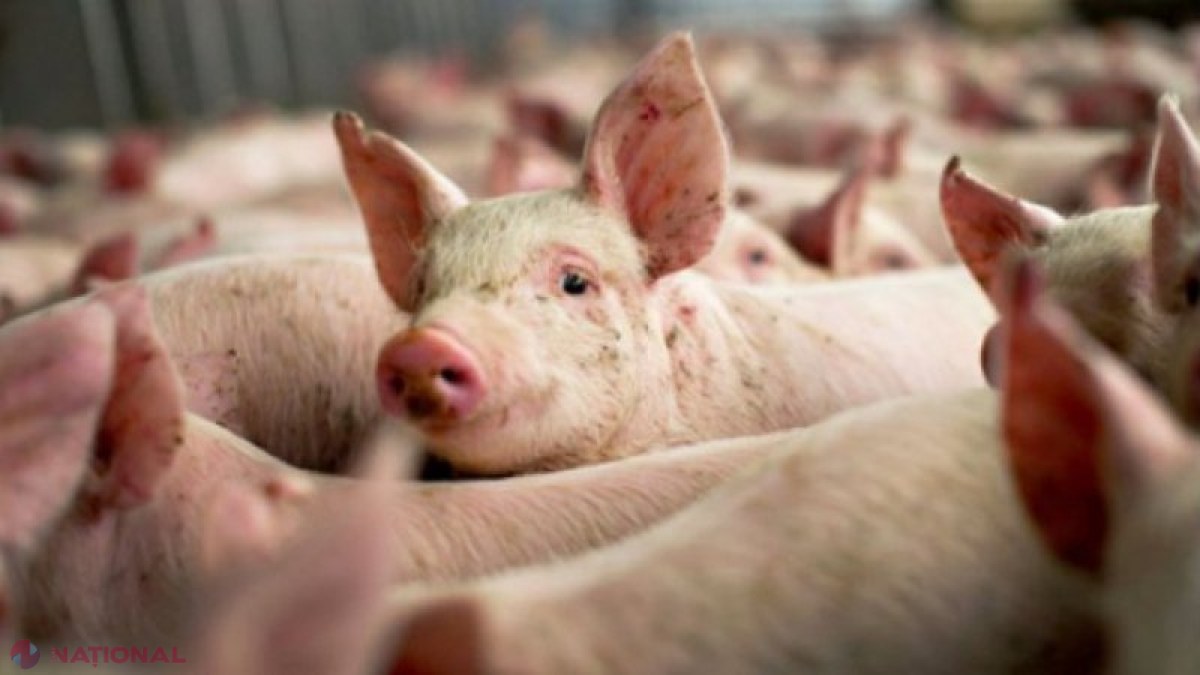 O nouă tulpină de coronavirus creează panică la nivel mondial: Coronavirusul porcilor se poate transmite la om