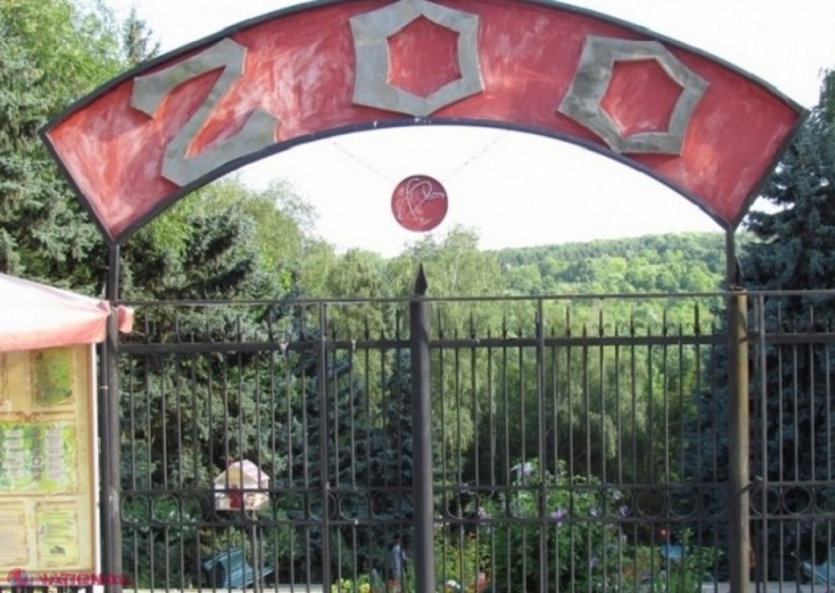 Leii de la Grădina Zoologică din Chișinău au PIERIT