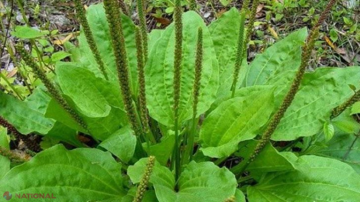 Planta care te ajută să te laşi de fumat pentru totdeauna 