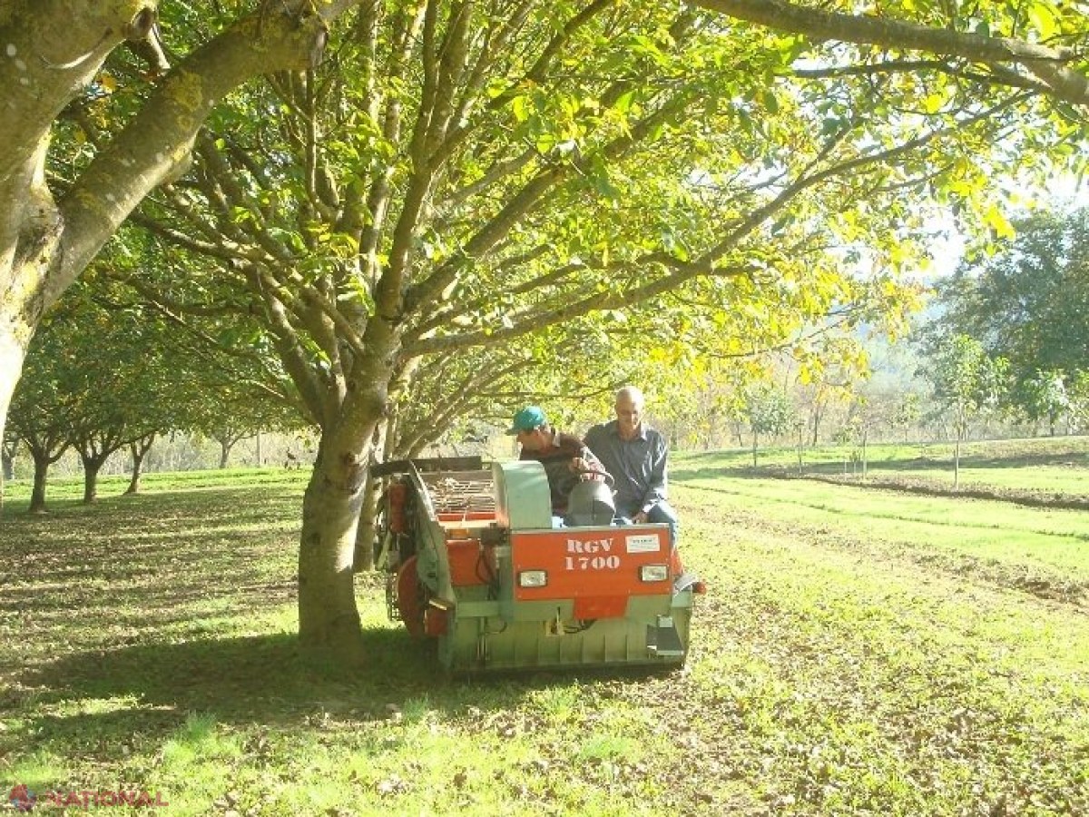 Reţeta SUCCESULUI în agricultură: Plantaţia cu care reuşeşti să-ţi recuperezi investiţia de 100 de ori