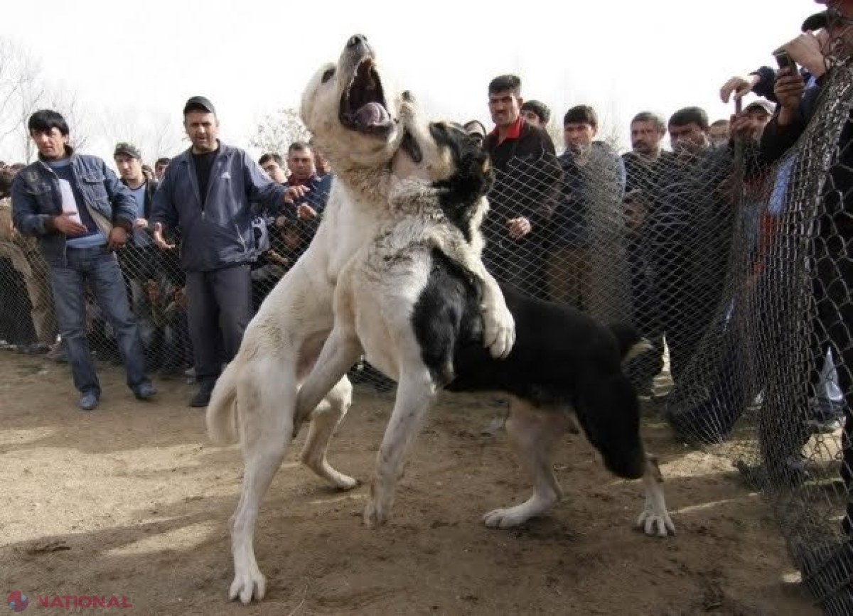 Lupte SÂNGEROASE între câini la Nisporeni. Opt bărbați, inclusiv șapte din România, reținuți pentru organizarea luptelor ilegale și MUTILAREA animalelor