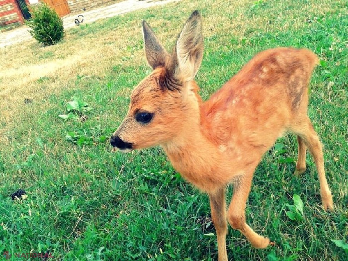 FOTO // Un pui de căprioară, găsit RĂNIT pe un câmp din raionul Râșcani: A rămas fără un picior și a fost lăsat în grija unui pădurar