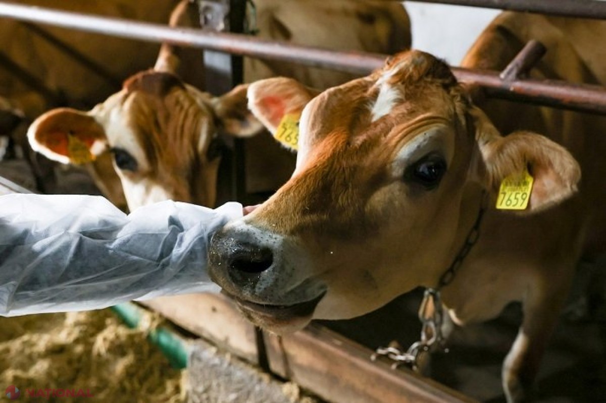 Granturi de până la 1 milion de dolari pentru dezvoltarea fermelor de bovine, ovine și caprine în R. Moldova