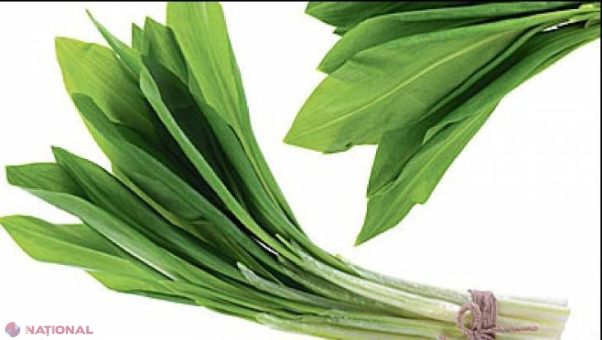 Fresh Refresh // Leurda, planta minune a primăverii