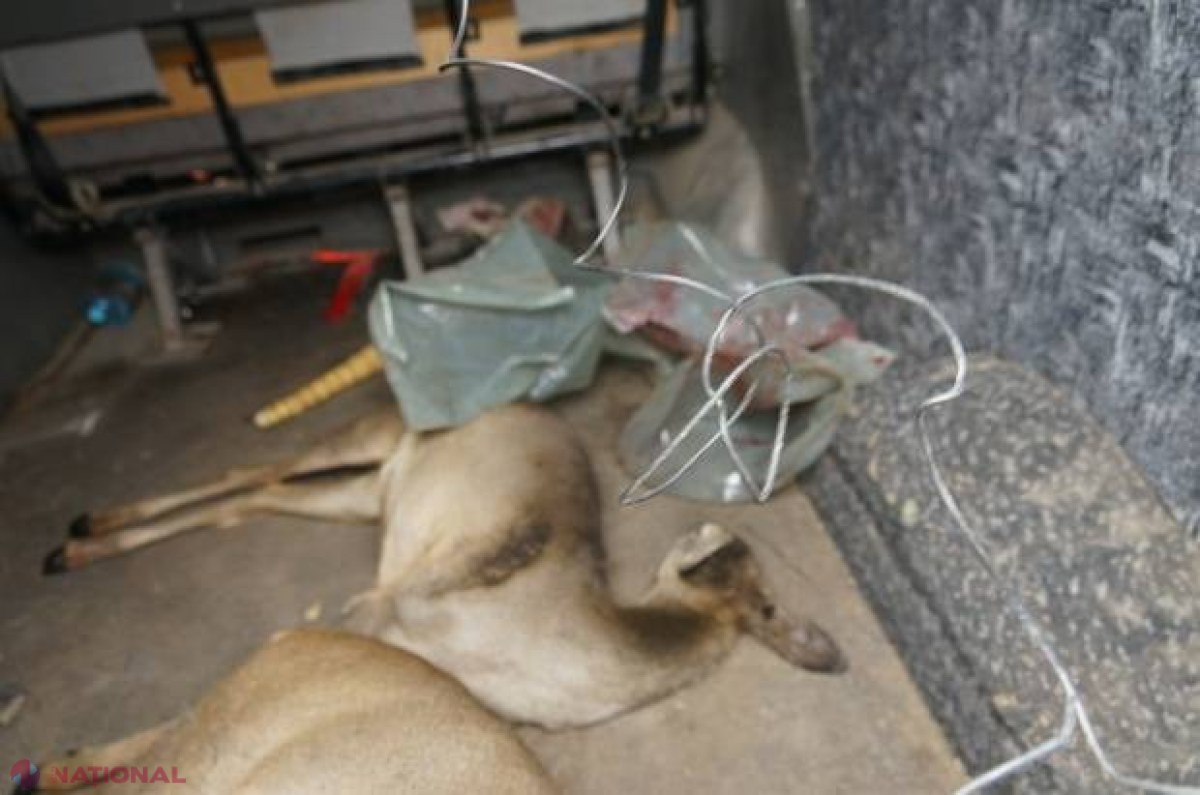 INUMAN // Animale pe cale de DISPARIȚIE, vânate ilegal de membrii Societății Vânătorilor