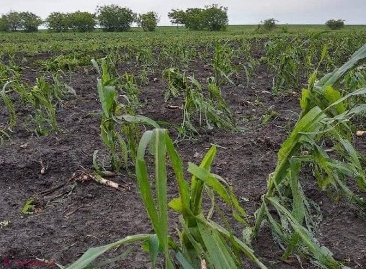 Peste 2 500 de hectare cu diverse culturi agricole, DISTRUSE de ploile din ultimele zile: Cele mai afectate localități