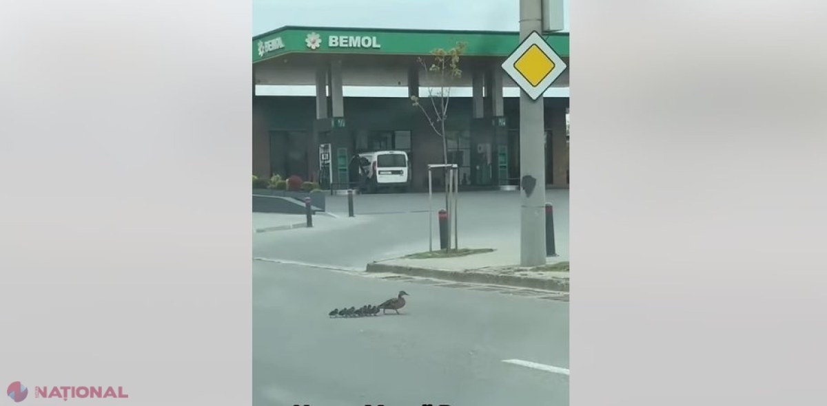 VIDEO // Situație INEDITĂ pe una dintre cele mai circulate străzi din Chișinău. O RAȚĂ sălbatică, alături de circa ZECE RĂȚUȘTE, lăsate să treacă drumul. Șoferii a așteptat cu multă răbdare ca rațele să treacă în siguranță
