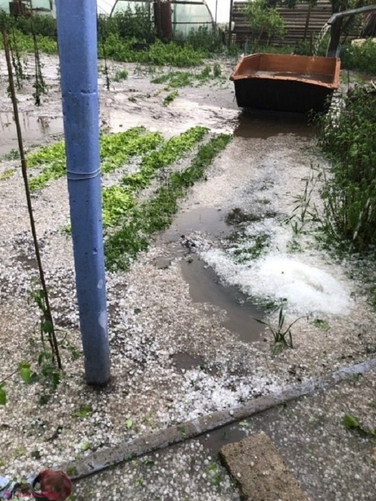 METEO // Cod galben de ploi, GRINDINĂ și VIJELIE în R. Moldova: Gheața căzută astăzi a compromis grădini din Basarabeasca și Cimișlia  