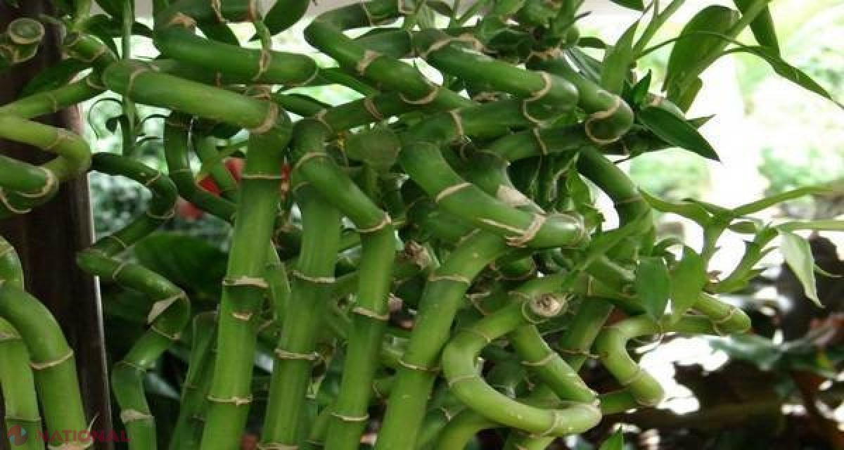 Plante care ATRAG iubire, bunăstare şi bogăţie în casă şi la locul de muncă!