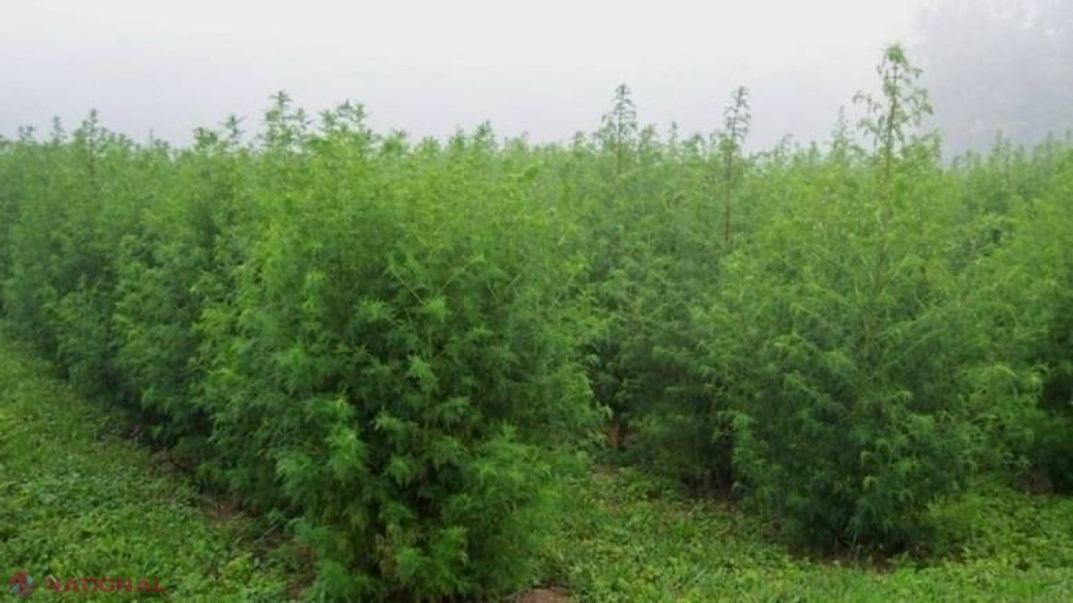 Descoperire UIMITOARE! Planta care ucide 98% din celulele CANCEROASE în 16 ore. Se găsește și în R. Moldova