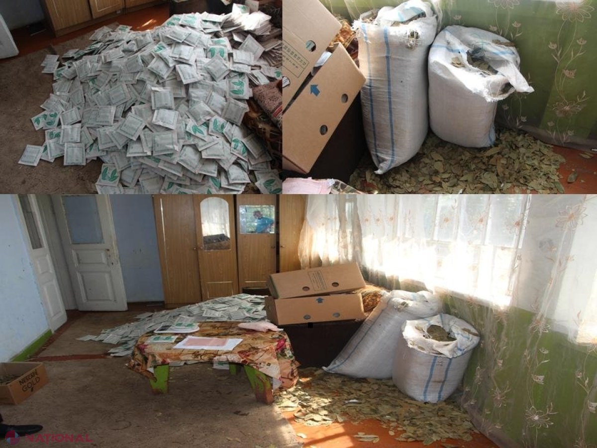 Poliția anunță că a anihilat o afacere cu frunze de dafin de la Trușeni