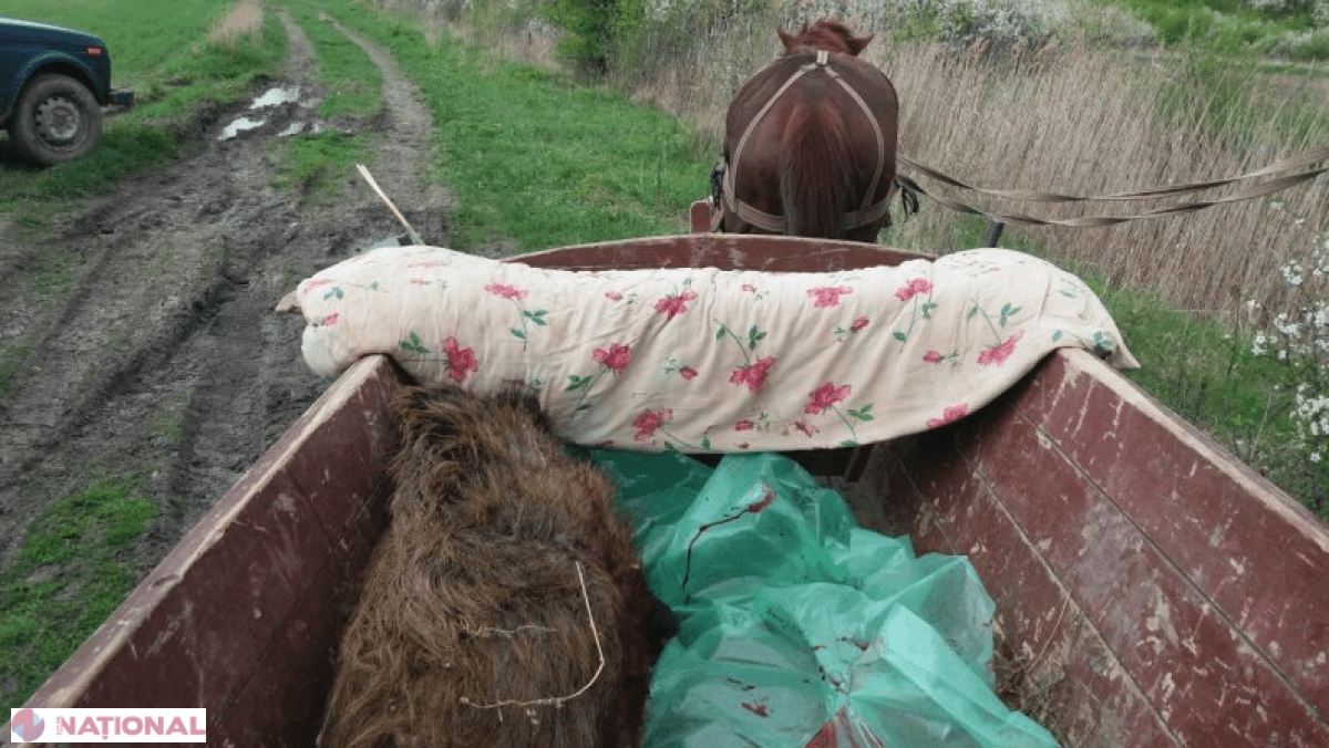 Prinși cu un mistreț de 100 kg în căruță: Aventura ilegală a doi vânători de la Glodeni