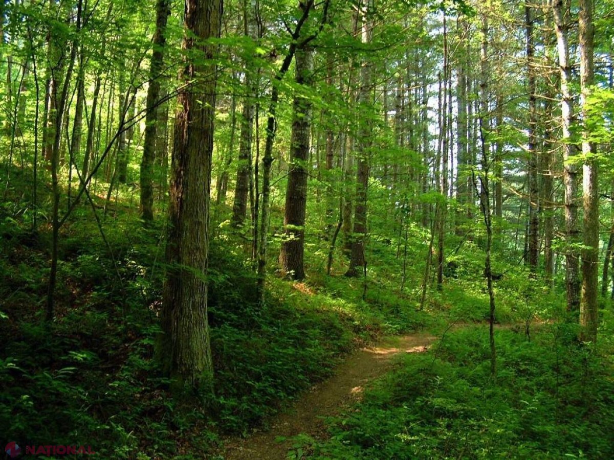 DATE actualizate // Câte hectare de pădure sunt arendate? Beneficiarii au datorii de ZECE MILIOANE de lei