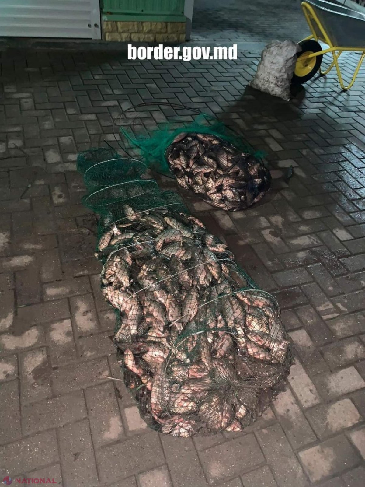 Doi braconieri, prinşi după ce au pescuit ilegal 250 de kg de peşte din Nistru