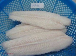 OTRĂVEȘTE, dar îl mănâncăm toți! Află despre ce tip de PEȘTE e vorba!