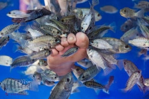 FOTO // Această tânără a mers la o şedinţă de pedichiură la modă, cu PEŞTI, care ar fi trebuit să fie inofensivă. Ce s-a întâmplat apoi e TULBURĂTOR. Incidentul face înconjurul lumii 