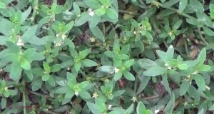O plantă MIRACULOASĂ pe care mulţi nu o bagă în seamă