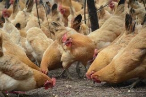 VIDEO // Autostradă din Austria BLOCATĂ de 7.000 de găini 