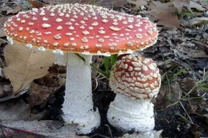 Atenție mare la ciuperci! Mai multe persoane au făcut toxiinfecție alimentară
