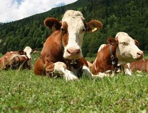 Alertă în Transnistria! RABIE la bovine