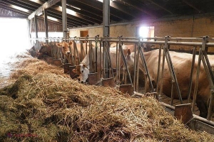 STUDIU // Copiii CRESCUȚI la țară au mai puține ALERGII