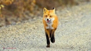 ALARMANT // Boală a animalelor, tot mai RĂSPÂNDITĂ în R. Moldova. Risc ÎNALT de infectare a OMULUI