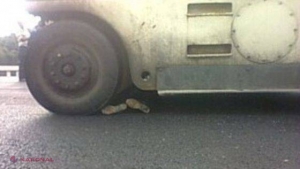 A murit strivit de mașina pe care o repara