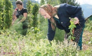 Călcăm „aurul” în picioare