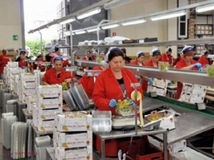 Struguri și fructe sortate și ambalate la Costești