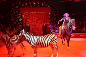 FOTO // Tigri, câini, zebre - un NOU program artistic la Circul din Chișinău